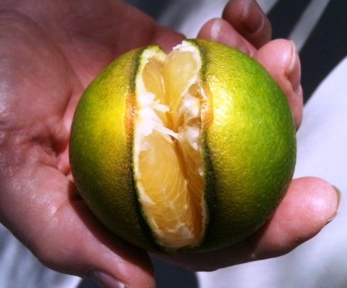 Irregular amounts of water can cause citrus to split